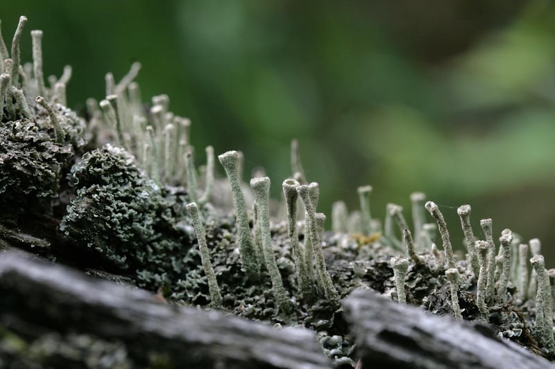 Moss Details